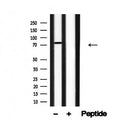 Western blot analysis of FoxM1 in lysates of NIH 3T3, using FoxM1 Antibody(AF4758).