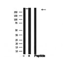 Western blot analysis of 53BP1  in lysates of HeLa, using 53BP1  Antibody(AF4760).