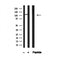 Western blot analysis of PLD1 in lysates of HepG2?, using PLD1 Antibody(AF4765).