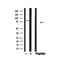 Western blot analysis of Breast Tumor Kinase in lysates of Jurkat?, using Breast Tumor Kinase Antibody(AF4768).