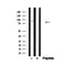 Western blot analysis of p90 RSK in lysates of HeLa, using p90 RSK Antibody(AF4777).