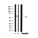 Western blot analysis of CD226/DNAM-1 in lysates of COS7?, using CD226/DNAM-1 Antibody(AF4778).