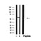 Western blot analysis of CD226/DNAM-1 in lysates of COS7?, using CD226/DNAM-1 Antibody(AF4778).