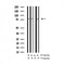 AF3344 staining NIH-3T3 by IF/ICC. The sample were fixed with PFA and permeabilized in 0.1% Triton X-100,then blocked in 10% serum for 45 minutes at 25¡ãC. The primary antibody was diluted at 1/200 and incubated with the sample for 1 hour at 37¡ãC. An  Alexa Fluor 594 conjugated goat anti-rabbit IgG (H+L) Ab, diluted at 1/600, was used as the secondary antibod
