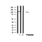 Western blot analysis of NEDD4L  in lysates of K562?, using NEDD4L  Antibody(AF4786).