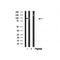 Western blot analysis of CDCP1 in lysates of COLO205, using CDCP1 Antibody(AF4794).