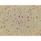 AF3345 staining NIH-3T3 by IF/ICC. The sample were fixed with PFA and permeabilized in 0.1% Triton X-100,then blocked in 10% serum for 45 minutes at 25¡ãC. The primary antibody was diluted at 1/200 and incubated with the sample for 1 hour at 37¡ãC. An  Alexa Fluor 594 conjugated goat anti-rabbit IgG (H+L) Ab, diluted at 1/600, was used as the secondary antibod