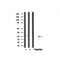 Western blot analysis of DAPP1/BAM32 in lysates of Ramos, using DAPP1/BAM32 Antibody(AF4802).