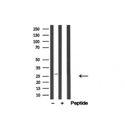 Western blot analysis of DAPP1/BAM32 in lysates of Ramos, using DAPP1/BAM32 Antibody(AF4802).
