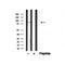 Western blot analysis of TACC3 in lysates of HeLa?, using TACC3 Antibody(AF4806).