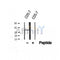 Western blot analysis of extracts from COS-7, using Phospho-SNAI2 (Ser104) Antibody.