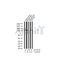 AF3346 staining NIH-3T3 by IF/ICC. The sample were fixed with PFA and permeabilized in 0.1% Triton X-100,then blocked in 10% serum for 45 minutes at 25¡ãC. The primary antibody was diluted at 1/200 and incubated with the sample for 1 hour at 37¡ãC. An  Alexa Fluor 594 conjugated goat anti-rabbit IgG (H+L) Ab, diluted at 1/600, was used as the secondary antibod