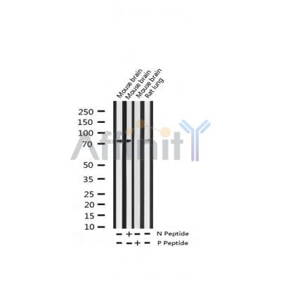 AF3346 staining NIH-3T3 by IF/ICC. The sample were fixed with PFA and permeabilized in 0.1% Triton X-100,then blocked in 10% serum for 45 minutes at 25¡ãC. The primary antibody was diluted at 1/200 and incubated with the sample for 1 hour at 37¡ãC. An  Alexa Fluor 594 conjugated goat anti-rabbit IgG (H+L) Ab, diluted at 1/600, was used as the secondary antibod