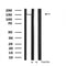 Western blot analysis NCoA3 using NIH-3T3 whole cell lysates