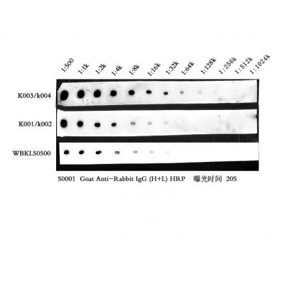 Affinity?ECL Reagent,20s exposure time under a variety of dilutions. The secondary antibody is Goat anti-rabbit IgG-Hrp(Cat.# S0001).