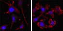 Confocal immunofluorescence analysis of SKBR-3 (left) and A549 (right) cells using beta Actin mouse mAb (red, the secondary Ab is Cy3-Goat anti mouse IgG). 
Blue: DRAQ5 fluorescent DNA dye.
Red: Goat Anti-Mouse IgG(H+L) CY3–conjugated