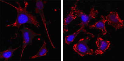 Confocal immunofluorescence analysis of SKBR-3 (left) and A549 (right) cells using beta Actin mouse mAb (red, the secondary Ab is Cy3-Goat anti mouse IgG). 
Blue: DRAQ5 fluorescent DNA dye.
Red: Goat Anti-Mouse IgG(H+L) CY3–conjugated