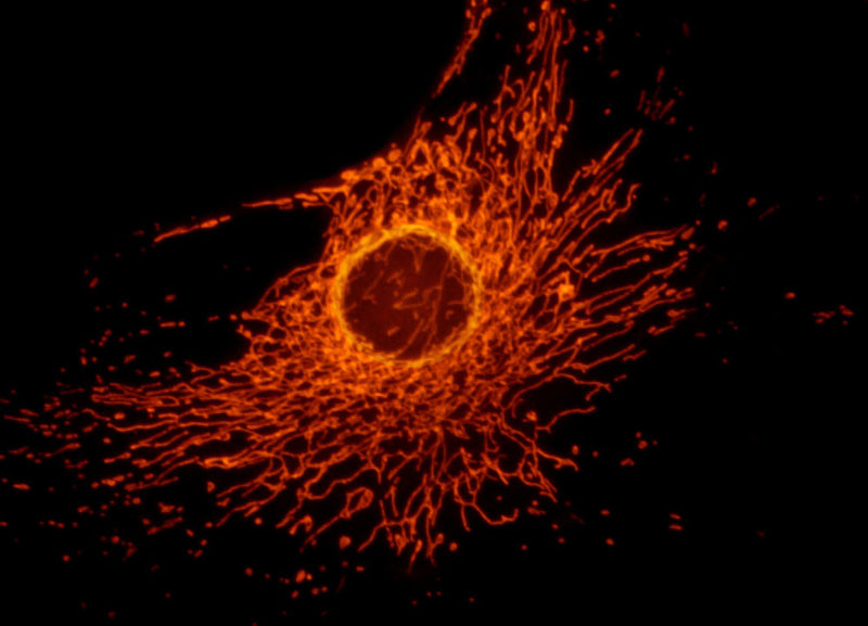 Goat Anti-Rabbit IgG(H+L) CY3–conjugated