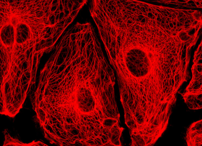Goat Anti-Mouse IgG(H+L) Alexa Fluor 647–conjugated