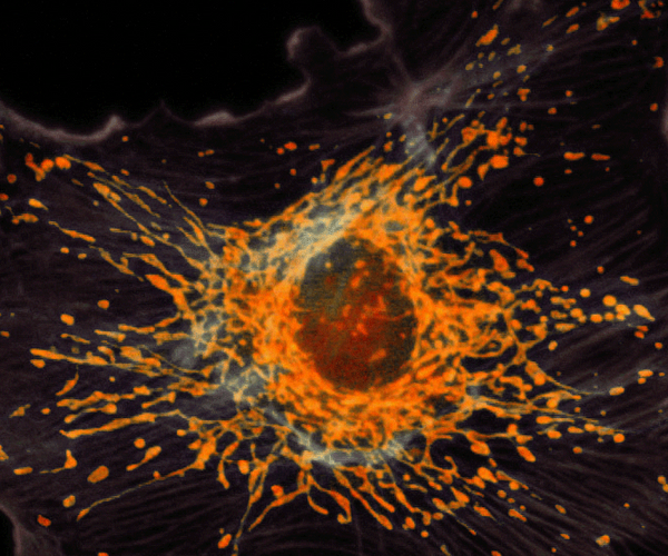 Goat Anti-Rabbit IgG(H+L) TRITC–conjugated