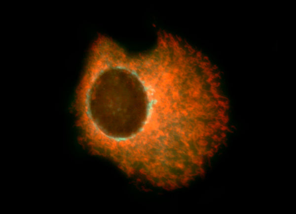 Goat Anti-Mouse IgG(H+L) TRITC–conjugated