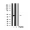 Western blot analysis of extracts from Mouse muscle, using HLAE Antibody. The lane on the left was treated with blocking peptide.