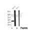DF12005 at 1/100 staining Mouse kidney tissue by IHC-P. The sample was formaldehyde fixed and a heat mediated antigen retrieval step in citrate buffer was performed. The sample was then blocked and incubated with the antibody for 1.5 hours at 22¡ãC. An HRP conjugated goat anti-rabbit antibody was used as the secondary