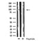 Western blot analysis of extracts of K-562 cells, using GADD34 antibody.