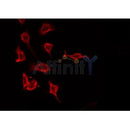 AF0234 staining A549 by IF/ICC. The sample were fixed with PFA and permeabilized in 0.1% Triton X-100,then blocked in 10% serum for 45 minutes at 25¡ãC. The primary antibody was diluted at 1/200 and incubated with the sample for 1 hour at 37¡ãC. An  Alexa Fluor 594 conjugated goat anti-rabbit IgG (H+L) Ab, diluted at 1/600, was used as the secondary antibod