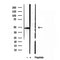 Western blot analysis of extracts from Mouse liver, using SMCR7L/MID51 Antibody. The lane on the left was treated with blocking peptide.