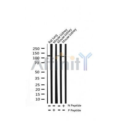 AF3350 staining NIH-3T3 by IF/ICC. The sample were fixed with PFA and permeabilized in 0.1% Triton X-100,then blocked in 10% serum for 45 minutes at 25¡ãC. The primary antibody was diluted at 1/200 and incubated with the sample for 1 hour at 37¡ãC. An  Alexa Fluor 594 conjugated goat anti-rabbit IgG (H+L) Ab, diluted at 1/600, was used as the secondary antibod