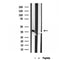 DF12035 staining Hela by IF/ICC. The samples were fixed with PFA and permeabilized in 0.1% Triton X-100,then blocked in 10% serum for 45 minutes at 25¡ãC. Samples were then incubated with primary Ab(DF12035 1:200) and mouse anti-beta tubulin Ab(T0023 1:200) for 1 hour at 37¡ãC. An  AlexaFluor594 conjugated goat anti-rabbit IgG(H+L) Ab(S0006 1:200 Red) and an AlexaFluor488 conjugated goat anti-mouse IgG(H+L) Ab(S0017 1:600 Green) were used as the secondary antibod