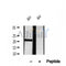 DF12062 at 1/100 staining Mouse testis tissue by IHC-P. The sample was formaldehyde fixed and a heat mediated antigen retrieval step in citrate buffer was performed. The sample was then blocked and incubated with the antibody for 1.5 hours at 22¡ãC. An HRP conjugated goat anti-rabbit antibody was used as the secondary