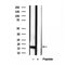 Western blot analysis of extracts from various samples, using CHCHD2 antibody.
 Lane 1: 293 treated with blocking peptide.
 Lane 2: 293;
 Lane 3: mouse brain;
 