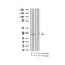 AF3354 staining HeLa by IF/ICC. The sample were fixed with PFA and permeabilized in 0.1% Triton X-100,then blocked in 10% serum for 45 minutes at 25¡ãC. The primary antibody was diluted at 1/200 and incubated with the sample for 1 hour at 37¡ãC. An  Alexa Fluor 594 conjugated goat anti-rabbit IgG (H+L) Ab, diluted at 1/600, was used as the secondary antibod