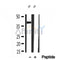 DF12077 at 1/100 staining Mouse spleen tissue by IHC-P. The sample was formaldehyde fixed and a heat mediated antigen retrieval step in citrate buffer was performed. The sample was then blocked and incubated with the antibody for 1.5 hours at 22¡ãC. An HRP conjugated goat anti-rabbit antibody was used as the secondary