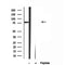 Western blot analysis of extracts from 3T3, using Kindlin 2 Antibody. The lane on the left was treated with blocking peptide.