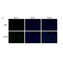 AF3355 staining Hela by IF/ICC. The sample were fixed with PFA and permeabilized in 0.1% Triton X-100,then blocked in 10% serum for 45 minutes at 25¡ãC. The primary antibody was diluted at 1/200 and incubated with the sample for 1 hour at 37¡ãC. An  Alexa Fluor 594 conjugated goat anti-rabbit IgG (H+L) Ab, diluted at 1/600, was used as the secondary antibod