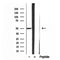 Western blot analysis of extracts from hela, using SQRDL antibody. Lane 1 was treated with the blocking peptide.