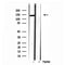 Western blot analysis of extracts from Mouse brain, using TET2 Antibody. Lane 1 was treated with the blocking peptide.