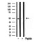 DF12097 staining HepG2 by IF/ICC. The sample were fixed with PFA and permeabilized in 0.1% Triton X-100,then blocked in 10% serum for 45 minutes at 25¡ãC. The primary antibody was diluted at 1/200 and incubated with the sample for 1 hour at 37¡ãC. An  Alexa Fluor 594 conjugated goat anti-rabbit IgG (H+L) Ab, diluted at 1/600, was used as the secondary antibod
