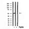 Western blot analysis of extracts from B16F10, using EDIL3 antibody. Lane 1 was treated with the blocking peptide.