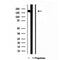 Western blot analysis of extracts from various samples, using Liprin alpha 1 antibody.
 Lane 1: 293 treated with blocking peptide.
 Lane 2: 293;
 Lane 3: hela;
 