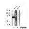 DF12104 at 1/100 staining mouse brain tissue by IHC-P. The sample was formaldehyde fixed and a heat mediated antigen retrieval step in citrate buffer was performed. The sample was then blocked and incubated with the antibody for 1.5 hours at 22¡ãC. An HRP conjugated goat anti-rabbit antibody was used as the secondary