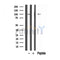 Western blot analysis of extracts from 293, using AGGF1 antibody. Lane 1 was treated with the blocking peptide.