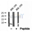 DF12136 at 1/100 staining Mouse kidney tissue by IHC-P. The sample was formaldehyde fixed and a heat mediated antigen retrieval step in citrate buffer was performed. The sample was then blocked and incubated with the antibody for 1.5 hours at 22¡ãC. An HRP conjugated goat anti-rabbit antibody was used as the secondary