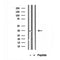 DF12137 staining HepG2 by IF/ICC. The sample were fixed with PFA and permeabilized in 0.1% Triton X-100,then blocked in 10% serum for 45 minutes at 25¡ãC. The primary antibody was diluted at 1/200 and incubated with the sample for 1 hour at 37¡ãC. An  Alexa Fluor 594 conjugated goat anti-rabbit IgG (H+L) Ab, diluted at 1/600, was used as the secondary antibod