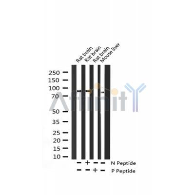 AF3361 staining  Hela cells by IF/ICC. The sample were fixed with PFA and permeabilized in 0.1% Triton X-100,then blocked in 10% serum for 45 minutes at 25¡ãC. The primary antibody was diluted at 1/200 and incubated with the sample for 1 hour at 37¡ãC. An  Alexa Fluor 594 conjugated goat anti-rabbit IgG (H+L) antibody(Cat.