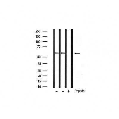 AF3362 staining NIH-3T3 by IF/ICC. The sample were fixed with PFA and permeabilized in 0.1% Triton X-100,then blocked in 10% serum for 45 minutes at 25¡ãC. The primary antibody was diluted at 1/200 and incubated with the sample for 1 hour at 37¡ãC. An  Alexa Fluor 594 conjugated goat anti-rabbit IgG (H+L) Ab, diluted at 1/600, was used as the secondary antibod