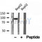 DF12153 at 1/100 staining Mouse lung tissue by IHC-P. The sample was formaldehyde fixed and a heat mediated antigen retrieval step in citrate buffer was performed. The sample was then blocked and incubated with the antibody for 1.5 hours at 22¡ãC. An HRP conjugated goat anti-rabbit antibody was used as the secondary